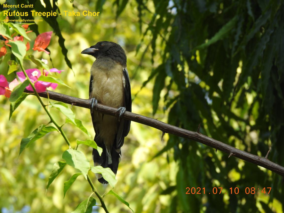 Rufous Treepie (49) Coming Soon